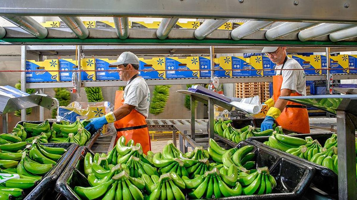El plátano canario se asoma al abismo: batacazo de precios en el inicio veraniego