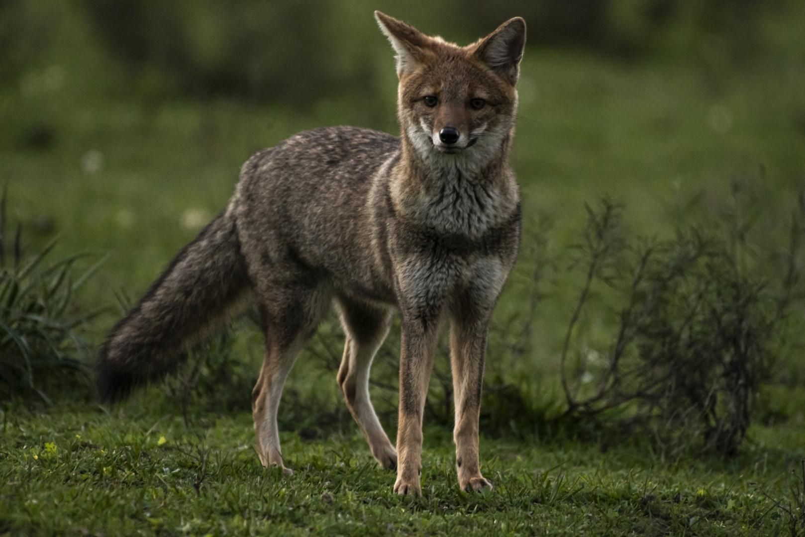 Un zorro de monte o zorro cangrejero en El Palmar. Foto: cortesía Parques Nacionales