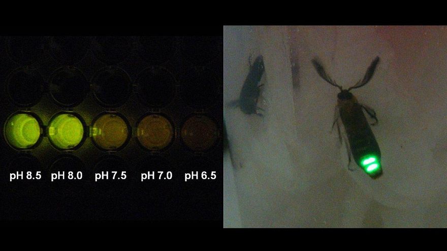 La luciferina de la luciérnaga 'Amydetes vivianii' sirve para detectar el coronavirus. // Fapesp