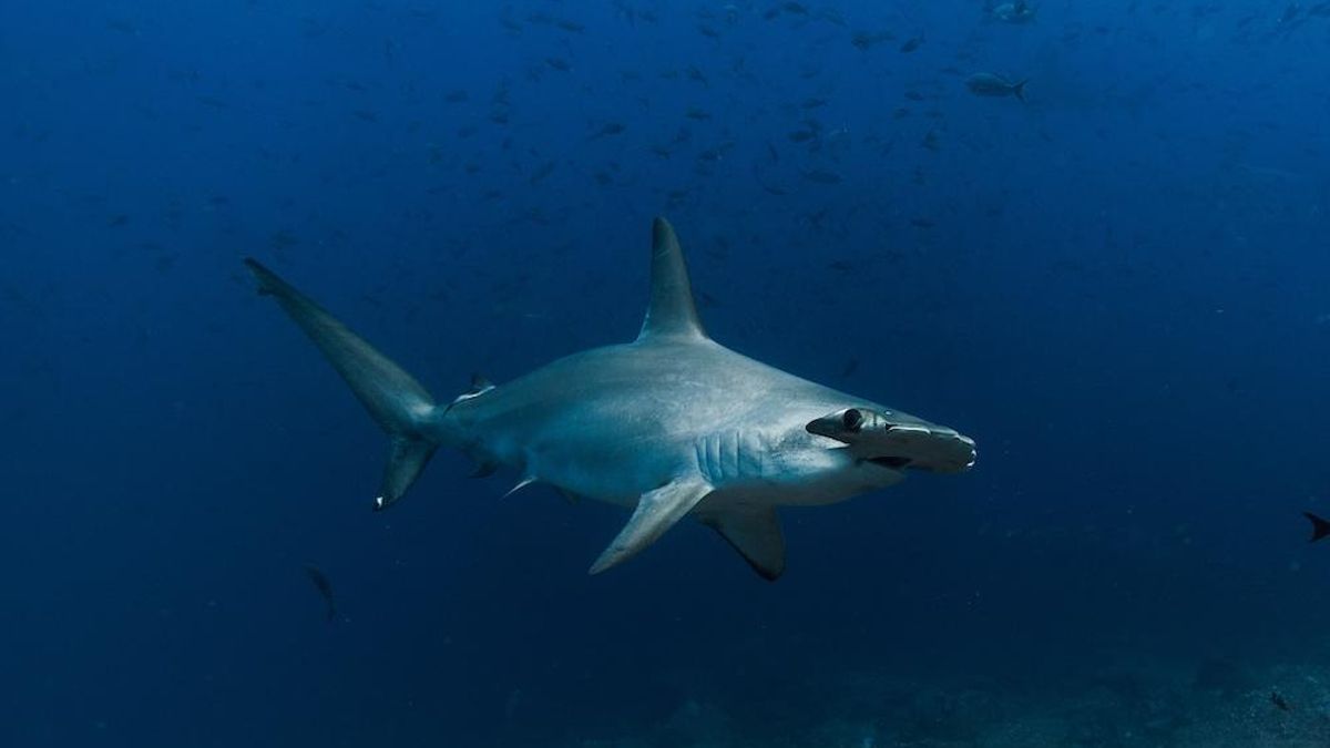 Día Internacional de los Tiburones: la carrera científica para salvarlos desde México hasta la Patagonia