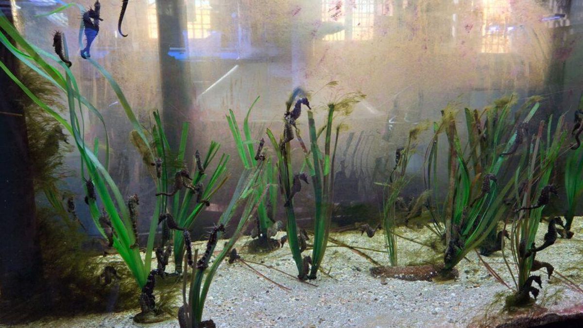 Entre las especies que recibirán una atención prioritaria en el centro se encuentran el caballito de mar, la nacra o el fartet