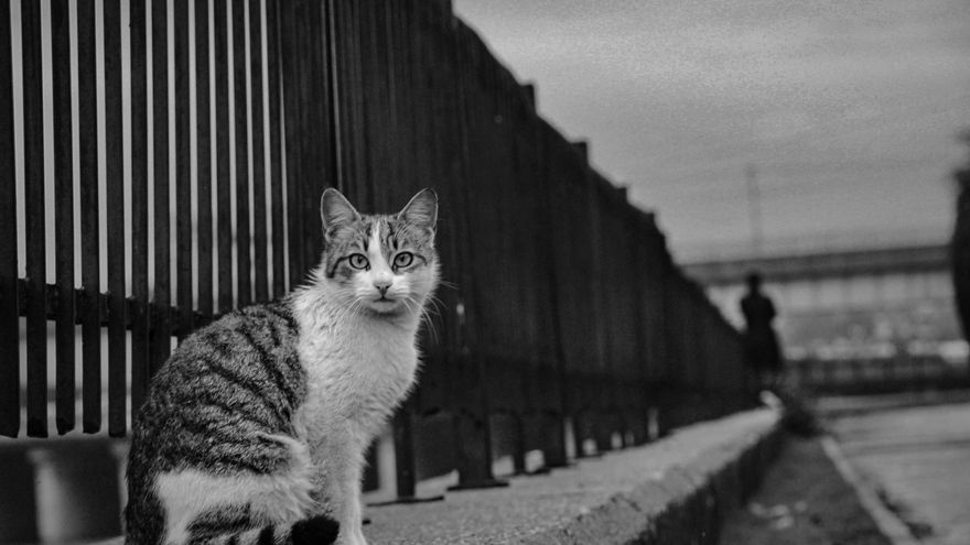 Larry, el más longevo del Gobierno británico: 15 años en Downing Street