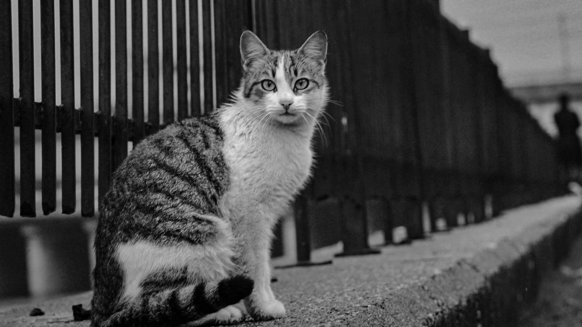 Gato apoyado sobre verja de un edificio