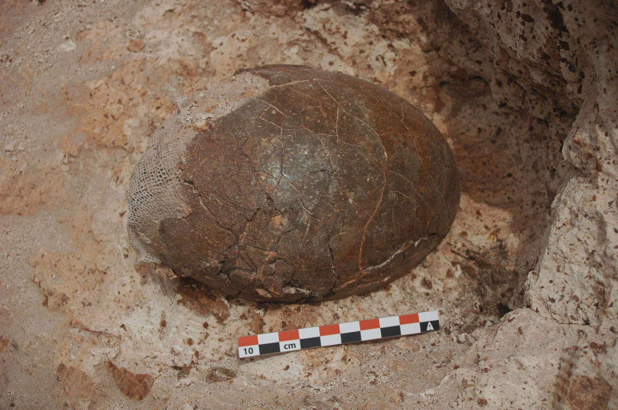 Huevo número 5, excavado en el yacimiento Valle Grande 1. Foto cedida por el Instituto Catalán de Paleontología