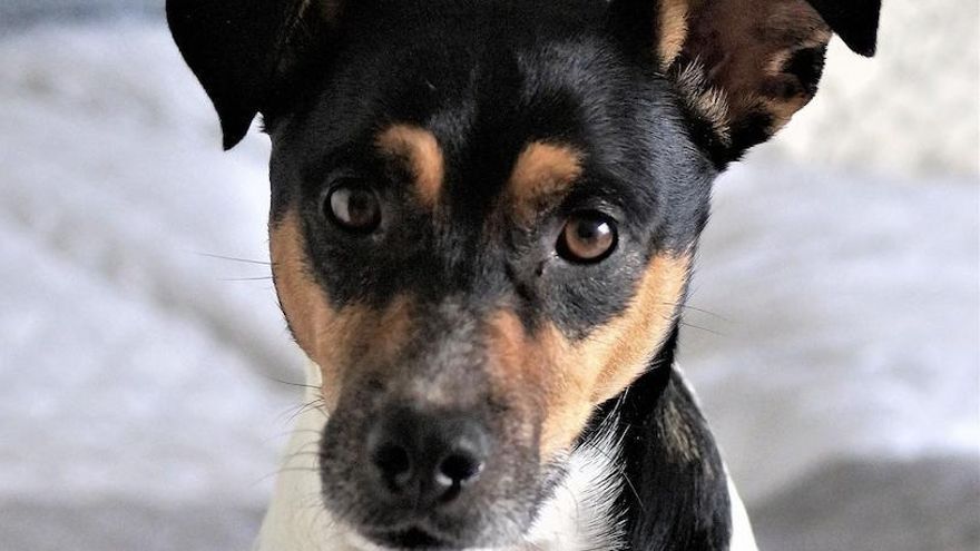 Por qué se les llama bodegueros a estos perros y en qué ciudad andaluza les pusieron este nombre