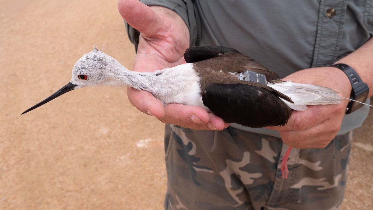 Un ejemplar de cigüeñela común (Himantopus himantopus) marcado en un estudio de avifauna de Es Trenc.