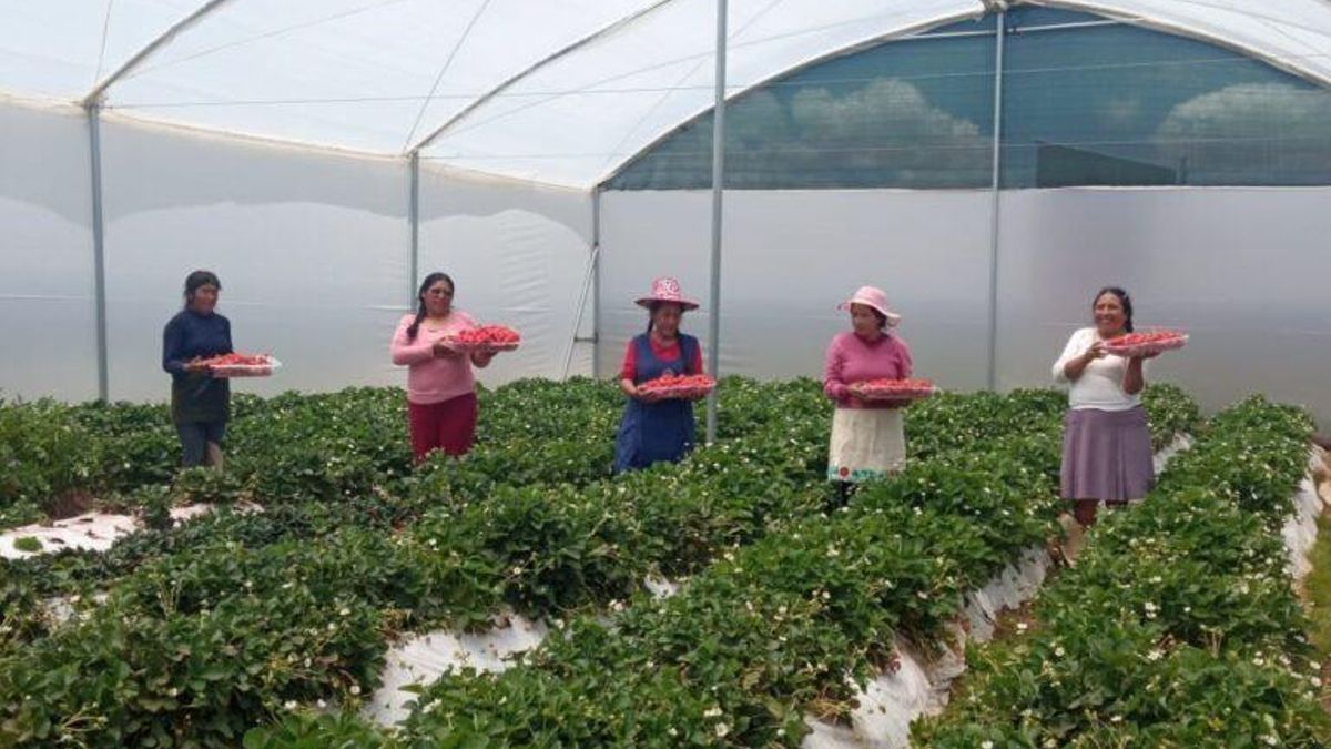 Mujeres campesinas de Espinar, en Perú, cultivan fresas a más de 4 000 metros sobre el nivel del mar. Foto: Leopoldo Zambrana.