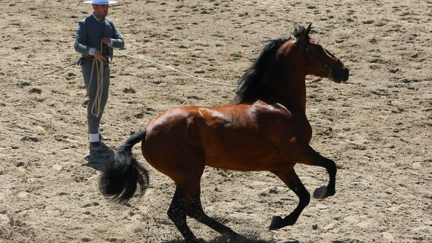 Feria del Caballo de Camponaraya