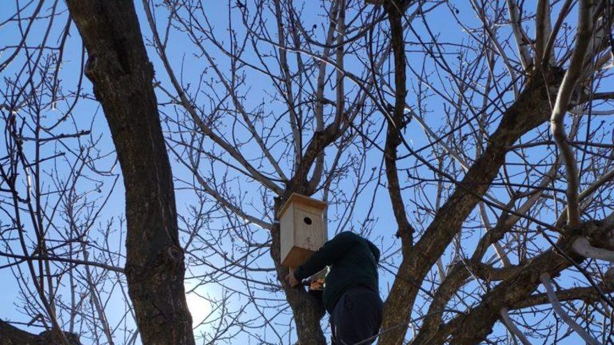 Pájaros herrerillos para combatir plagas sin pesticidas