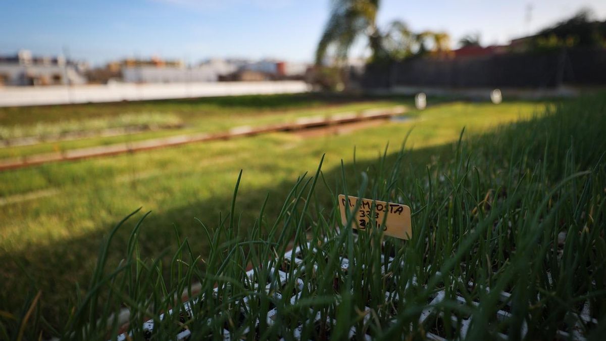 Algunos de los plantones de Can Malalt que crecen al aire libre: en la parte del terreno que desapareció había árboles frutales.