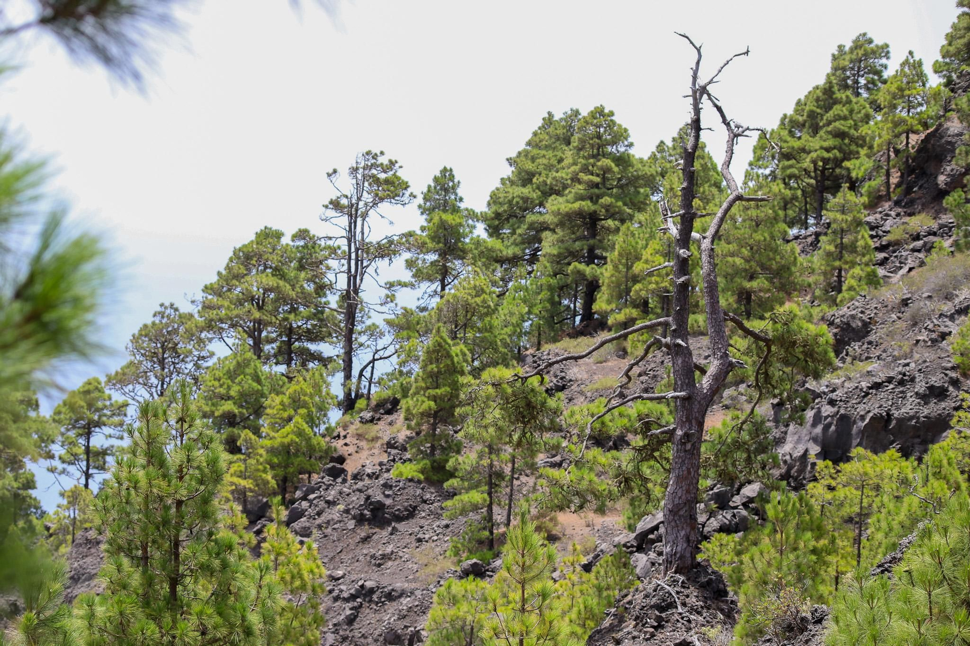 El pinar de La Palma exhibe su capacidad de rebrote diez años después del gran incendio. Luis G. Morera/Efe