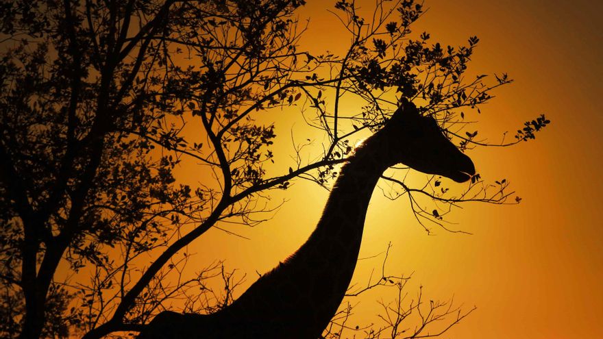 Los países del sur de África celebran una conferencia sobre conservación transfronteriza