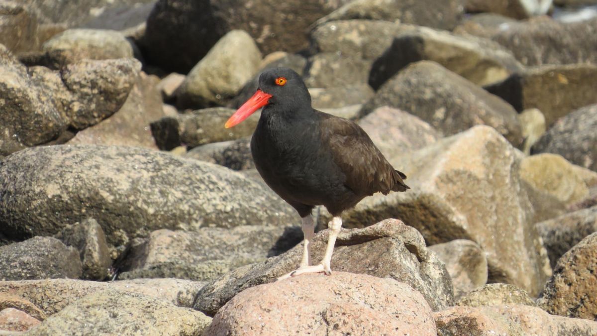 Ostrero negro (Haematopus ater) en el Parque Nacional Islote Lobos, Río Negro