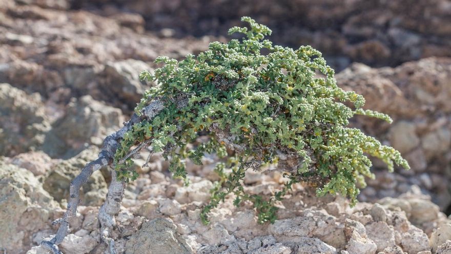 Aparecen dos especies de protección especial en la zona del futuro Circuito del Motor de Tenerife