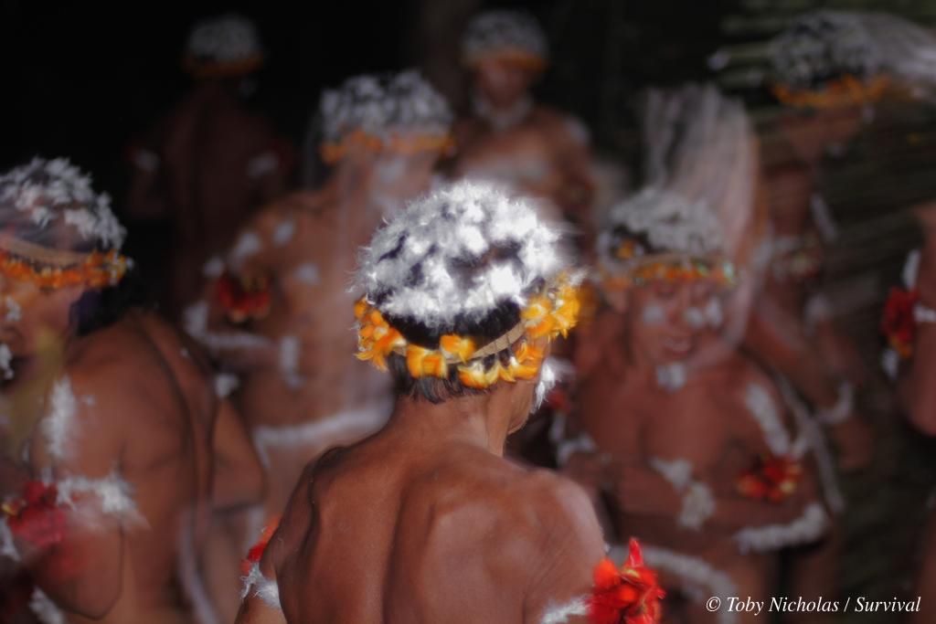 La selva de los awás está desapareciendo más rápido que la de cualquier otra zona indígena en la Amazonia brasileña. Más del 30% de uno de sus territorios ya ha sido arrasado para dejar paso a las haciendas ganaderas. En este proceso los awás han sido también testigos del asesinato de sus gentes a manos de los karaís, o no indígenas. Fotografía: ©Toby Nicholas / Survival International