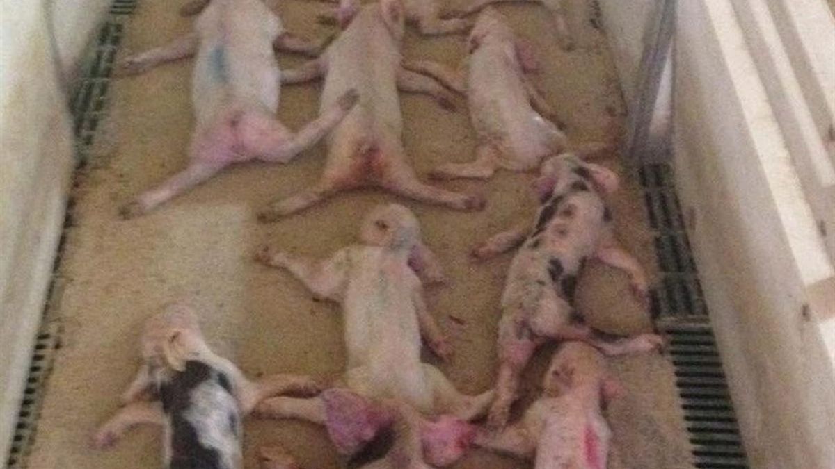 Condenan a 15 meses de cárcel al joven que mató a 79 lechones saltando sobre ellos y al que grabó