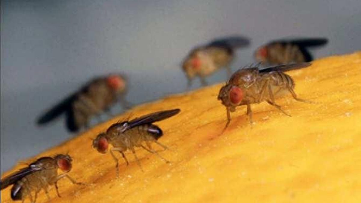 Las Drosophila melanogaster evitaban la cocaína por su sabor amargo