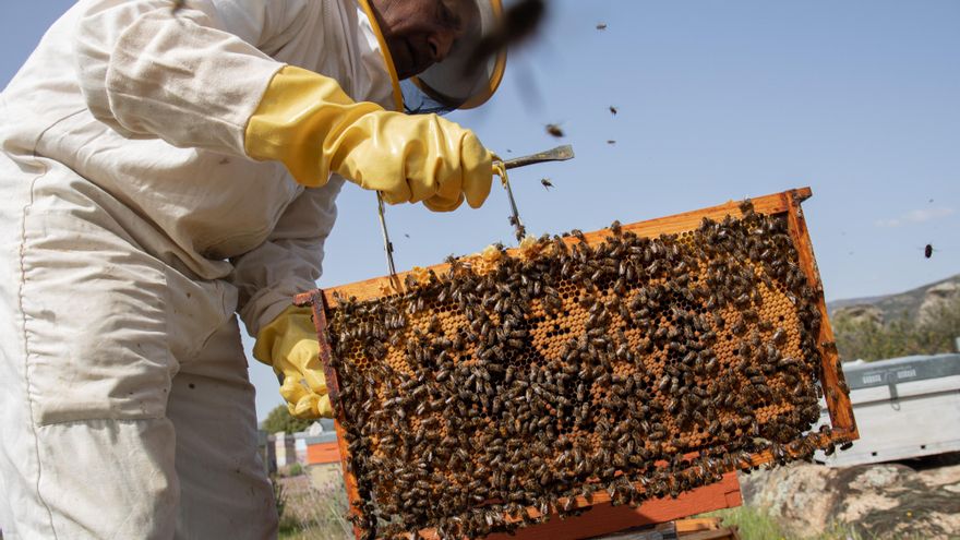 Las abejas domésticas criadas en cautividad viven la mitad que hace 50 años