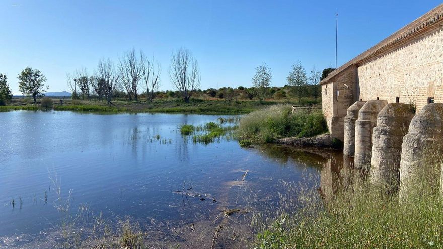 Ecologistas en Acción, SEO/BirdLife y WWF creen que las Tablas de Daimiel están "muy lejos" de estar bien