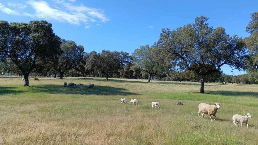 La Universidad de Extremadura impulsa la ganadería extensiva para proteger la biodiversidad en espacios protegidos