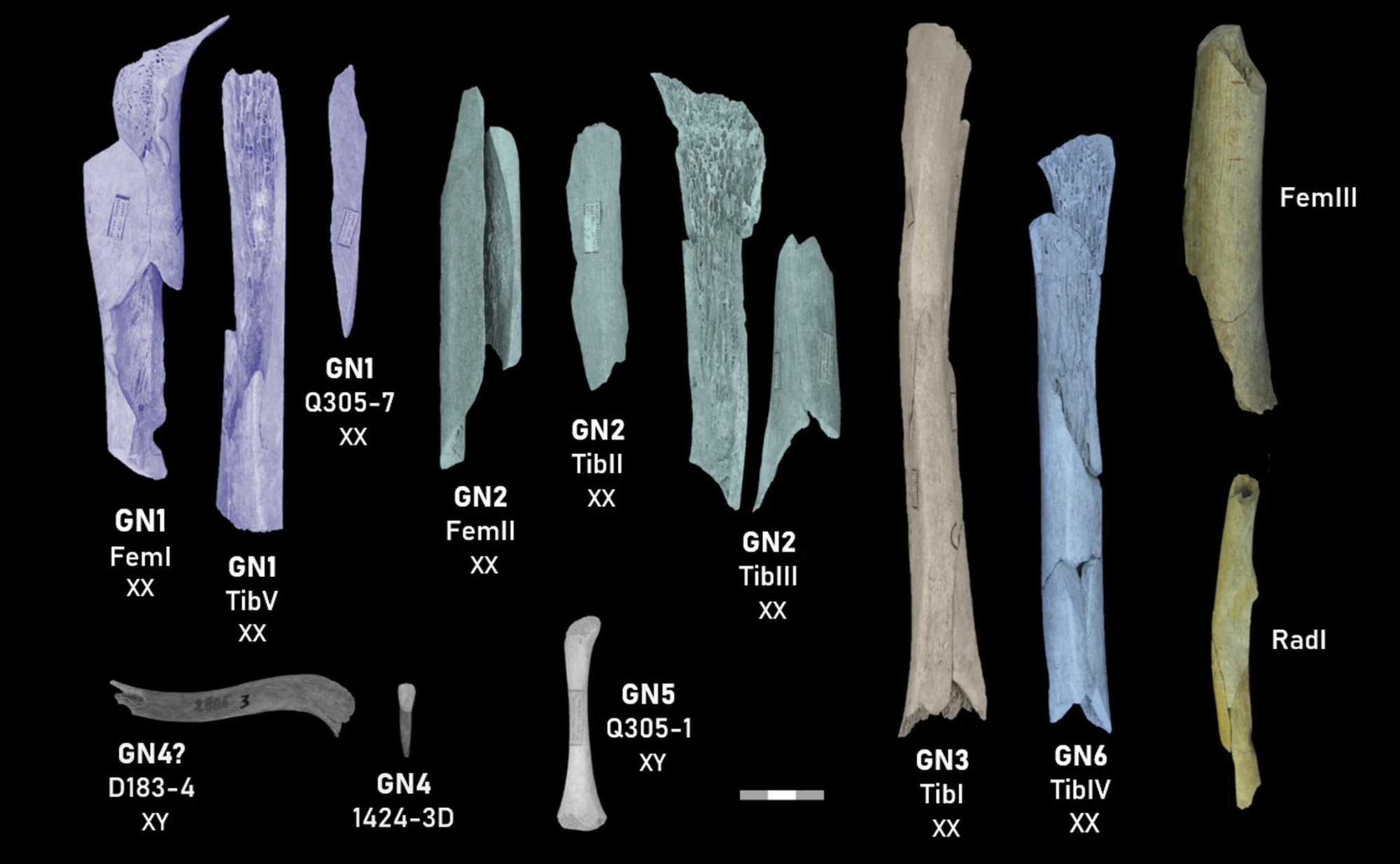 Ejemplares neandertales de la Caverna Troisième de Goyet incluidos en este estudio. Determinaciones genéticas del sexo: XX indica hembra, XY indica macho. Los ejemplares pertenecientes al mismo individuo están sombreados con el mismo color.