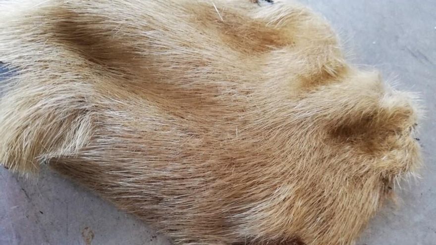 Un hallazgo en los manuscritos medievales desvela una conexión inesperada con el Ártico