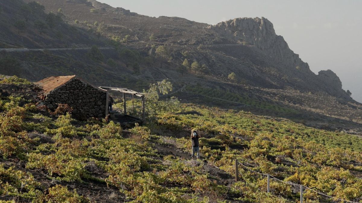 La herencia de la malvasía en Fuencaliente