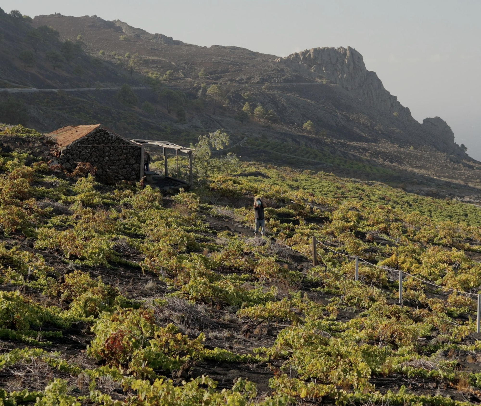 Imagen de un cultivo de viña en Fuencaliente del cartel de las  IV Jornadas de la Malvasía, la Viña y el Vino.