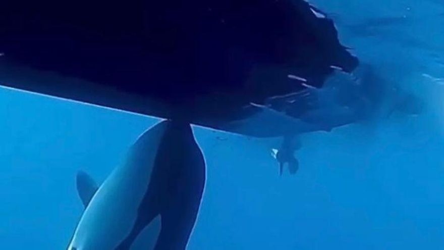 Un primer artículo científico se adentra en el misterio de las orcas que se acercan a barcos en el Estrecho