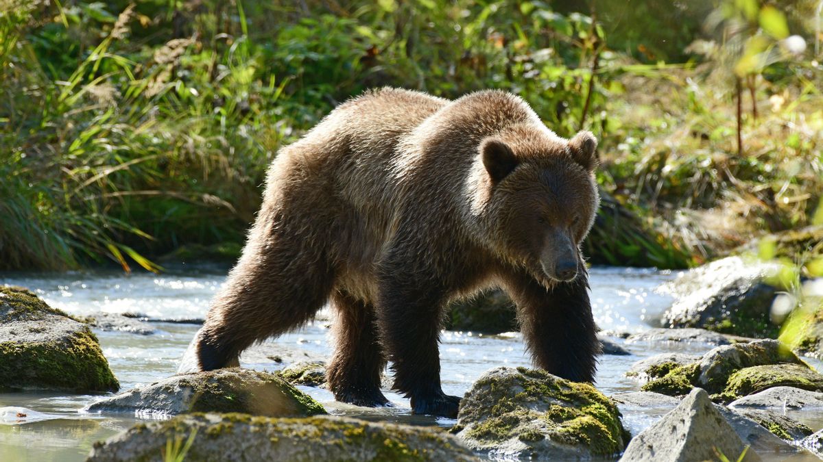 Oso pardo.