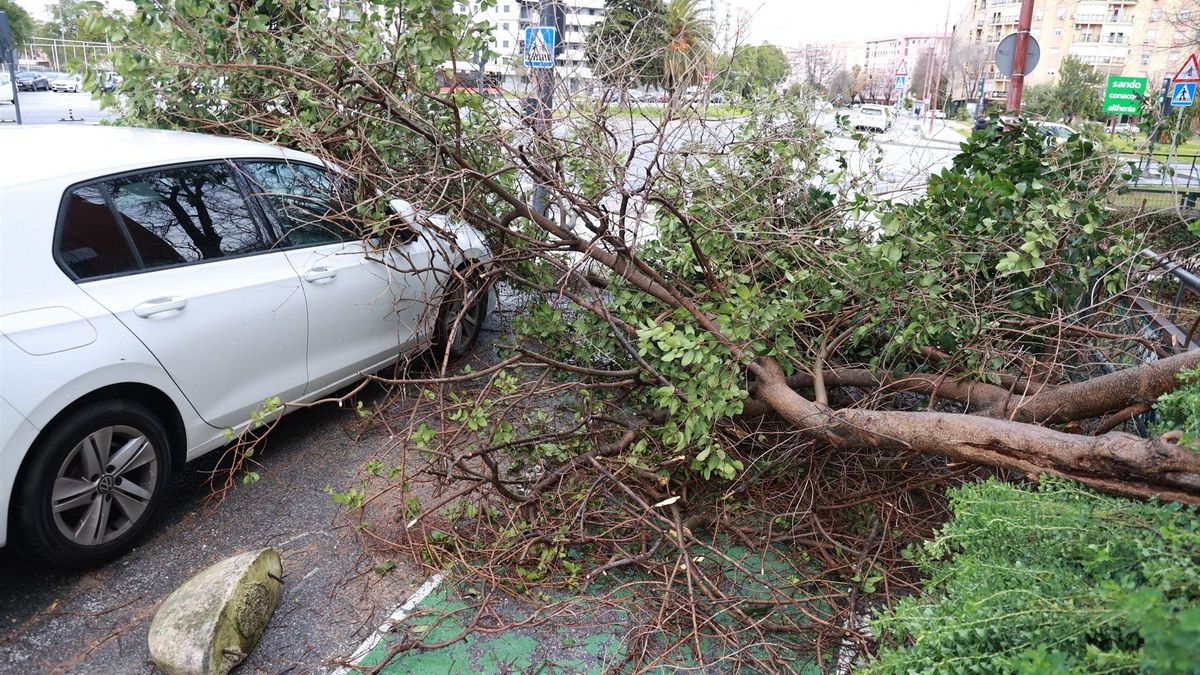 La caída de ramas de árboles interrumpe el tráfico en Sevilla.