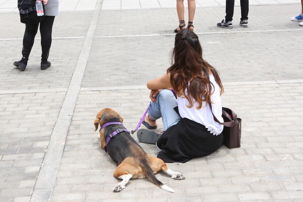 Arte y participación en la Plaza del Pilar. (Alejandro Ramos).