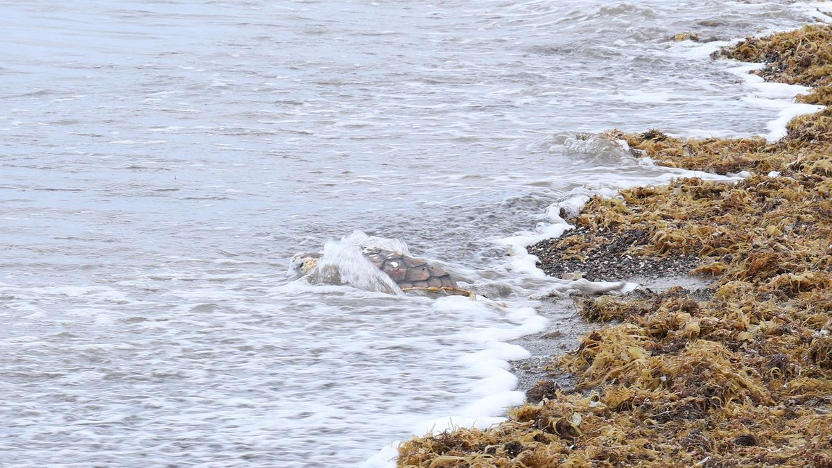 José y Margarita, dos ejemplares de tortuga boba, regresan al mar en Lanzarote tras recuperarse de sus heridas