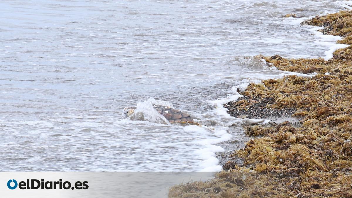 José y Margarita, dos ejemplares de tortuga boba, regresan al mar en Lanzarote tras recuperarse de sus heridas