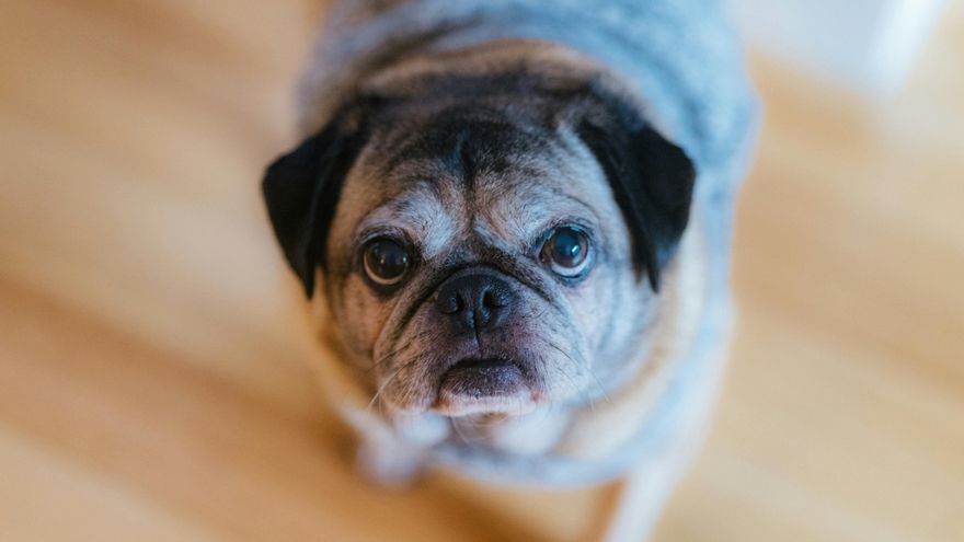 ¿Cuándo llegan los perros a la vejez? Un nuevo estudio lo aclara