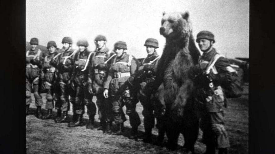 Wojtek, el oso que se convirtió en militar y cargó municiones en la Segunda Guerra Mundial
