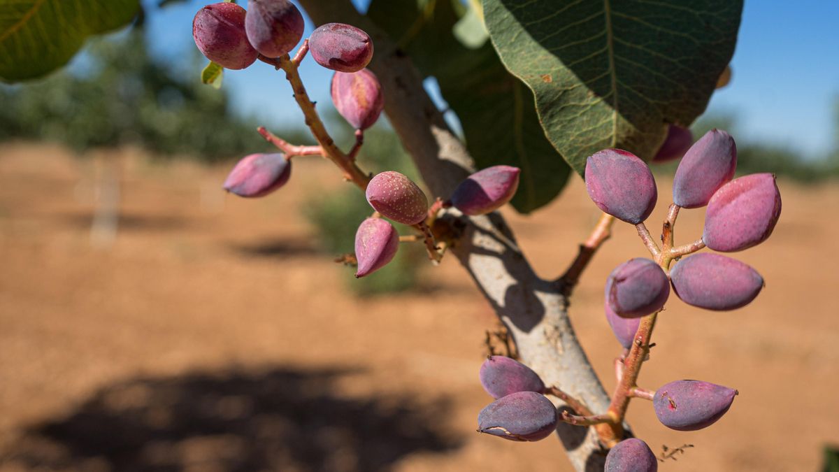 La recogida del pistacho se adelanta y se prevé una cosecha media para esta campaña en Castilla-La Mancha