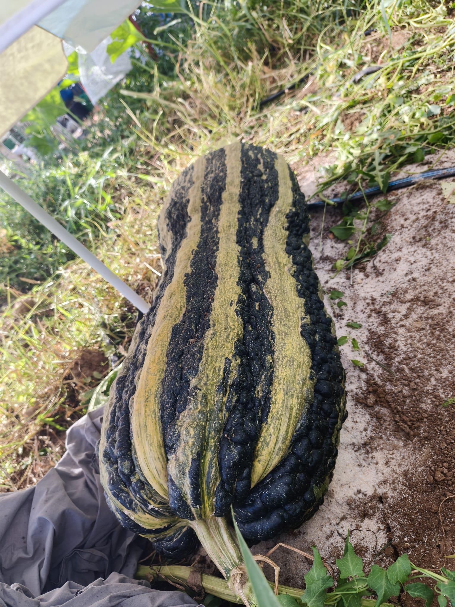 Un calabacín Marrow de 22 kilos cultivado por Carlos