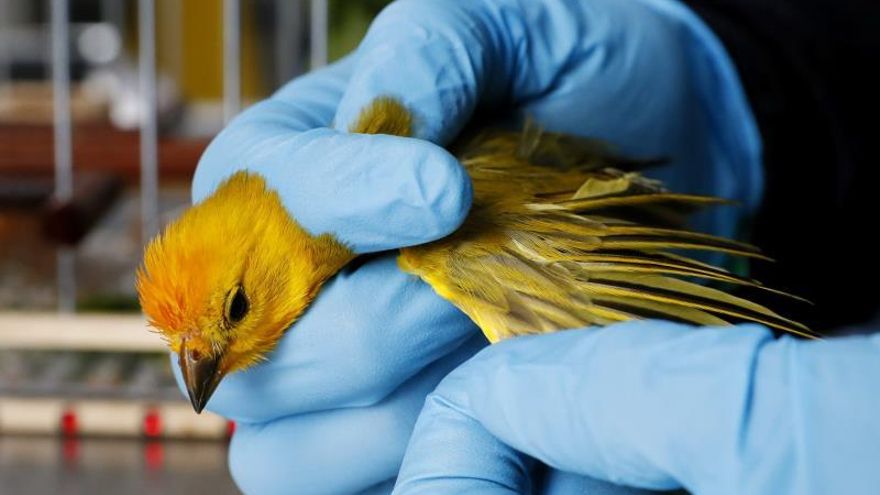 Fotografía de archivo fechada el 1 de agosto de 2019 que muestra un canario costeño (Sicalis flaveola) mientras es valorado por especialistas en el Centro de Fauna Silvestre de Bogotá (Colombia).