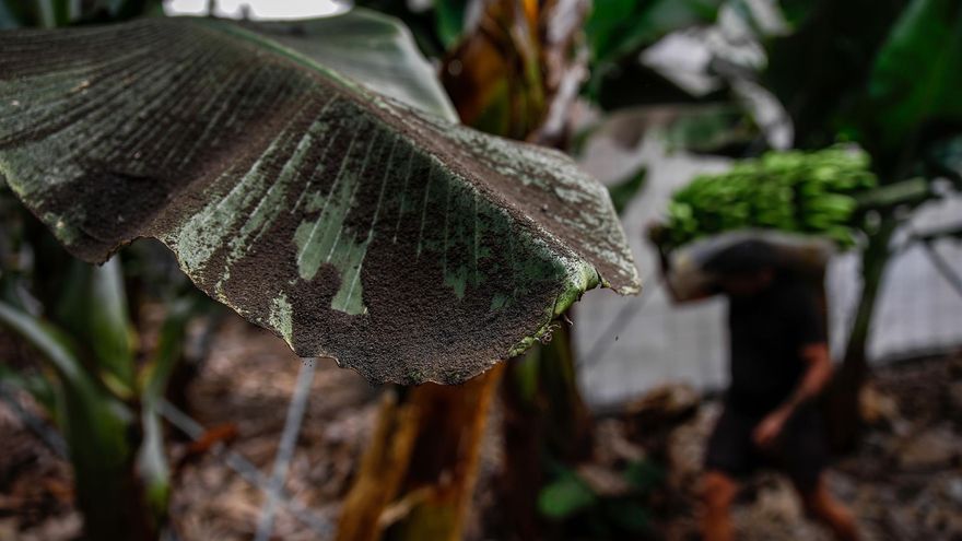 Más de un millón de kilos de plátanos sin recoger en la última semana en La Palma