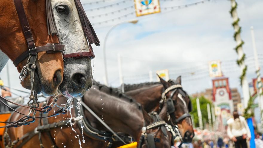 Caballos durante una jornada de feria este 2025.
