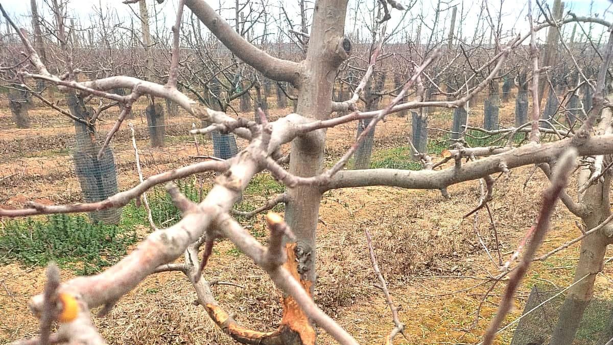 Castilla-La Mancha pone en marcha una lucha cuerpo a cuerpo para terminar con la sobrepoblación del conejo