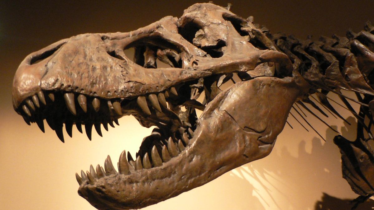El análisis de dientes del Tyrannosaurus rex revela que su temperatura corporal era similar a la humana