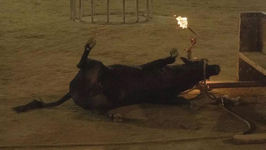 Un 'bou embolat' se desploma en Morella.