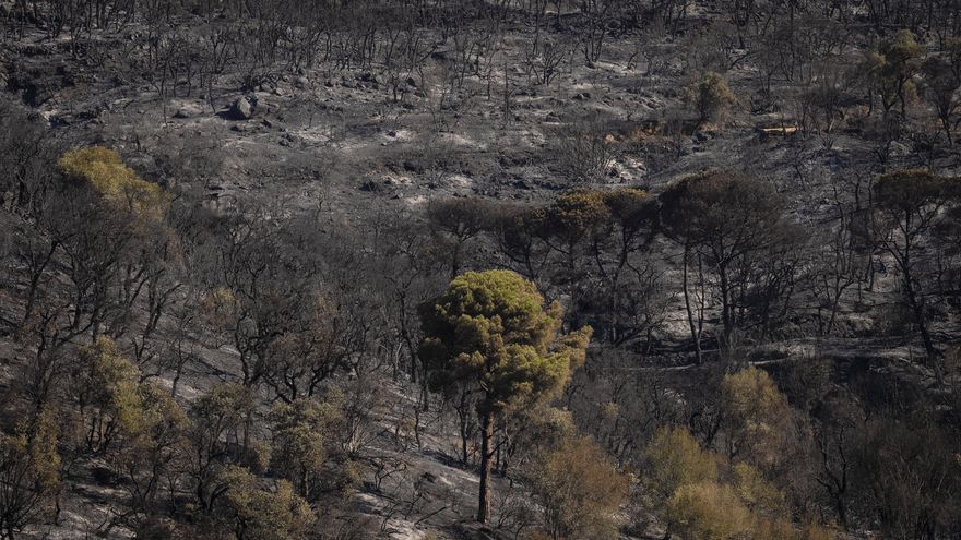 Illa señala la gestión forestal tras el incendio en Girona: "Tenemos una mentalidad muy urbana, de no tocar el bosque"