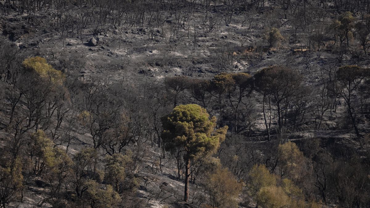 Illa señala la gestión forestal tras el incendio en Girona: "Tenemos una mentalidad muy urbana, de no tocar el bosque"