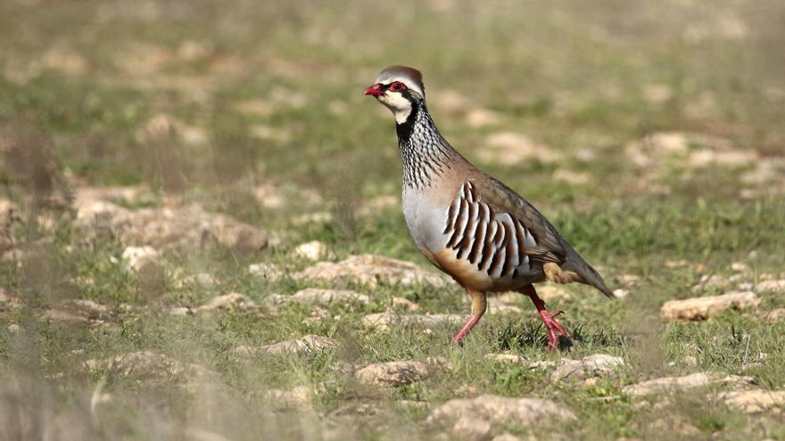 Un ejemplar de perdiz roja 