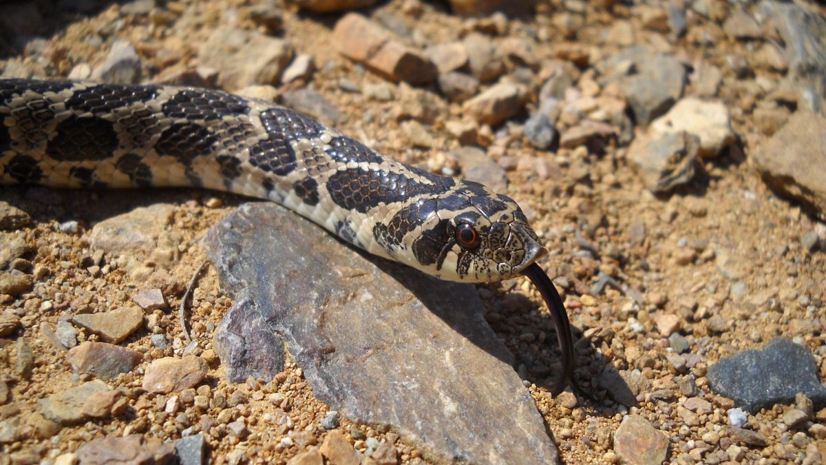 Según una investigación de 2021 en Argentina había hasta ese año 129 especies de serpientes. En la foto una Xenodon dorbignyi. Foto: cortesía David Vera