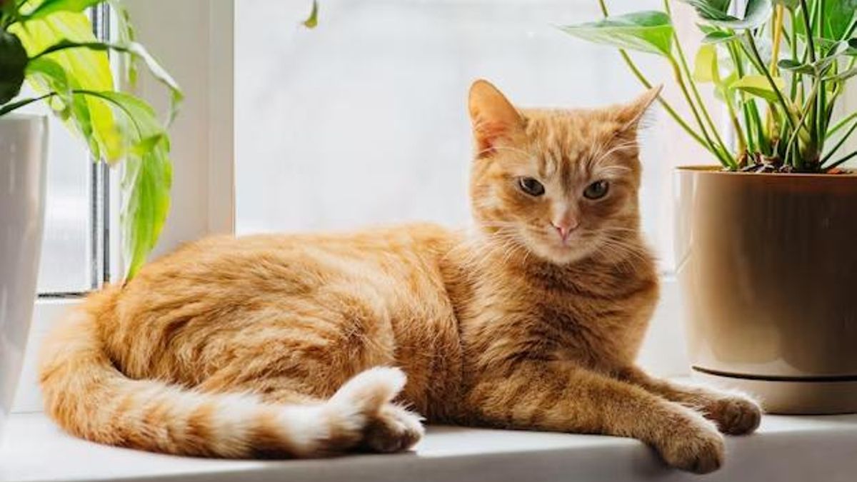 ¿Son los gatos españoles más caseros? Un estudio revela cuánto salen y hasta dónde llegan