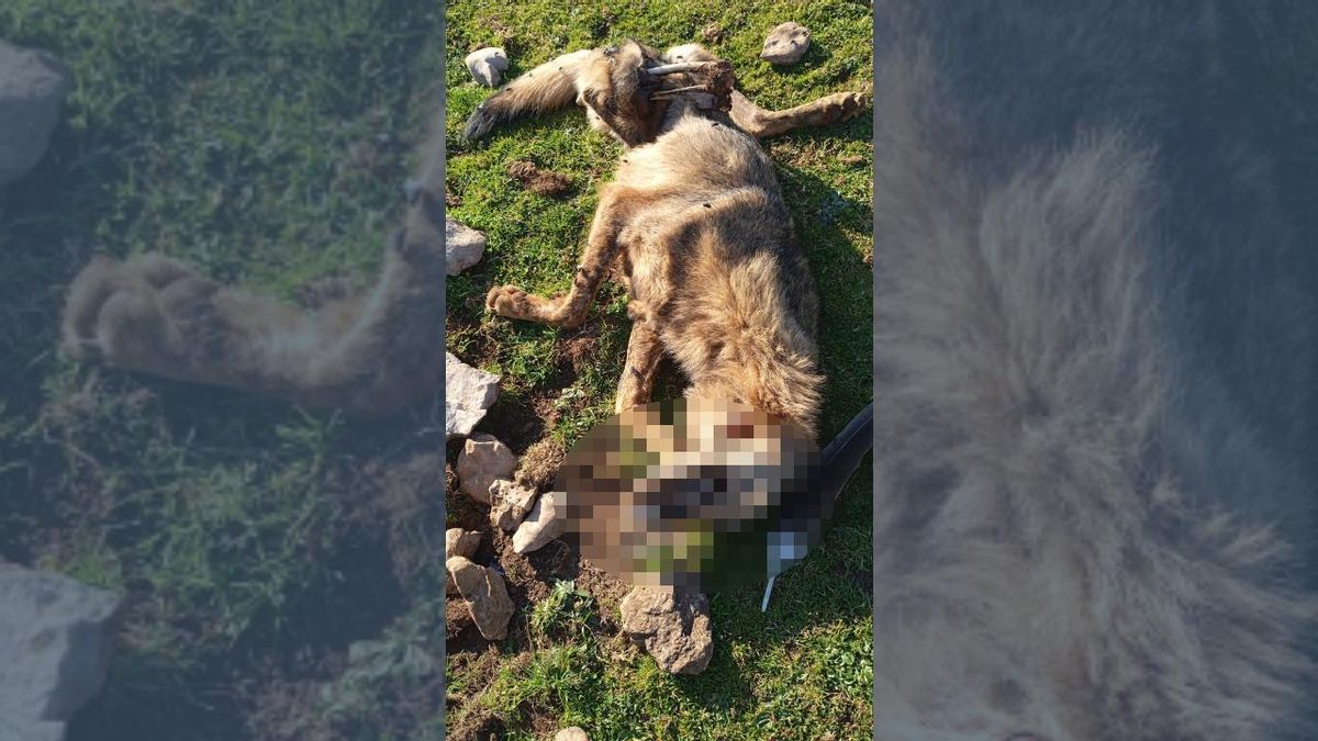 Hallan muerto a un lobo en la Zona Especial de Conservación Sierra del Sueve